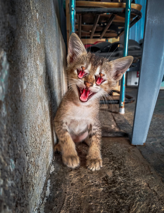 FU027 I Only Have Mews for Eyes by Matt McCarthy